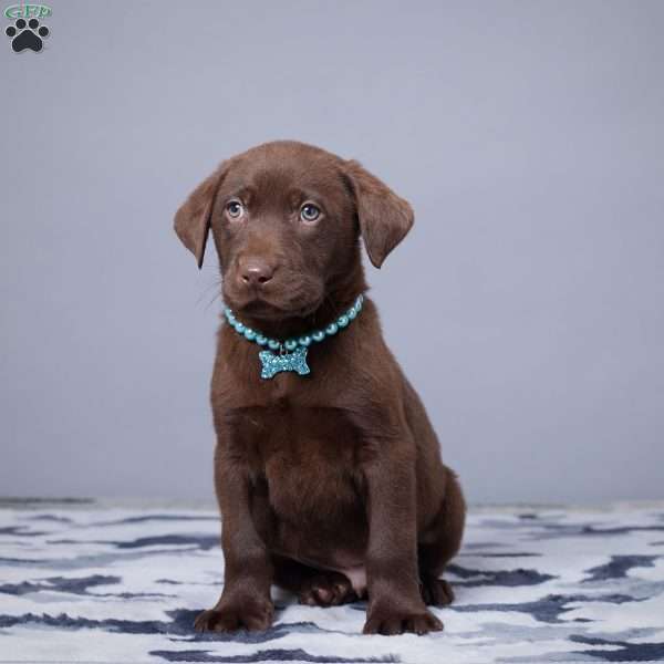Omar, Chocolate Labrador Retriever Puppy